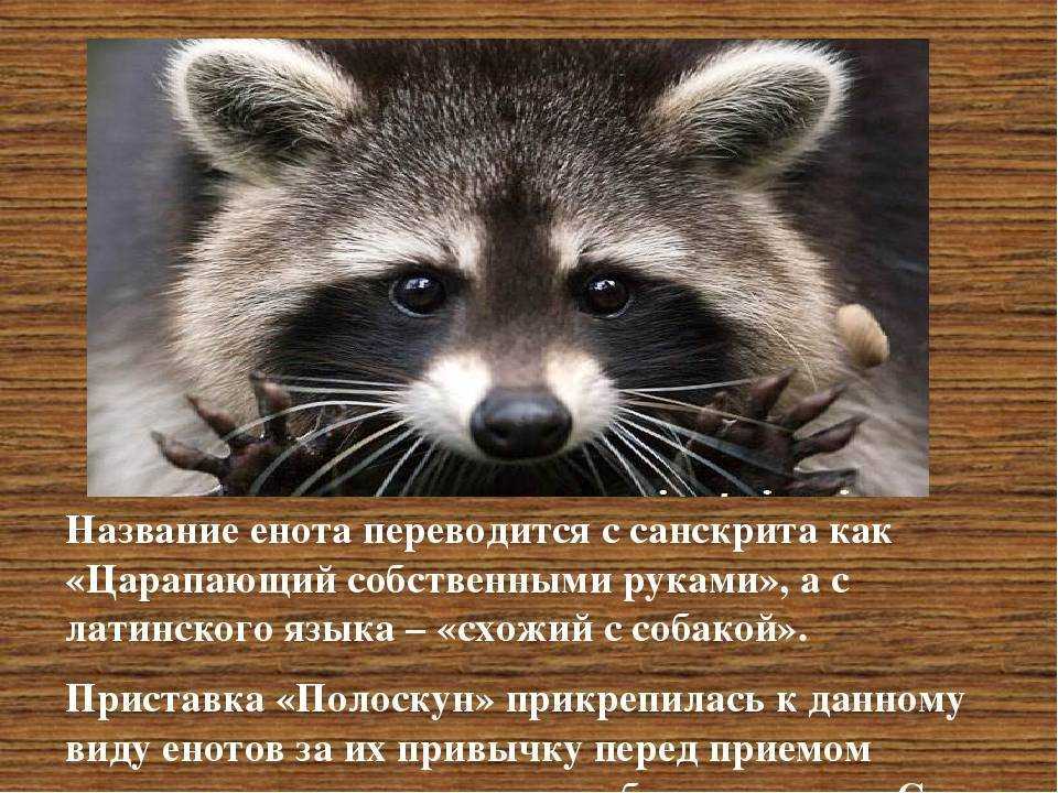 Глад валакас - енотик-полоскун