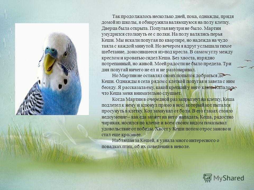 Первые дни волнистого попугая дома: адаптация после покупки, почему мечется по клетке или не чирикает, как понять, что попугай адаптировался