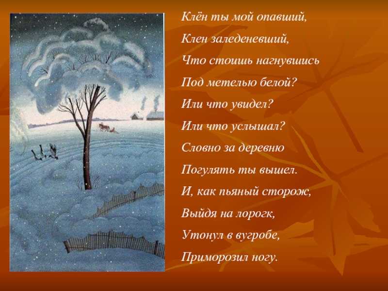 Стихотворение клен ты мой опавший Есенин. Сергей Есенин клён ты мой опавший стих. Стих Есенина клён ты мой опавший. Стихотворение Есенина клен ты мой опавший.