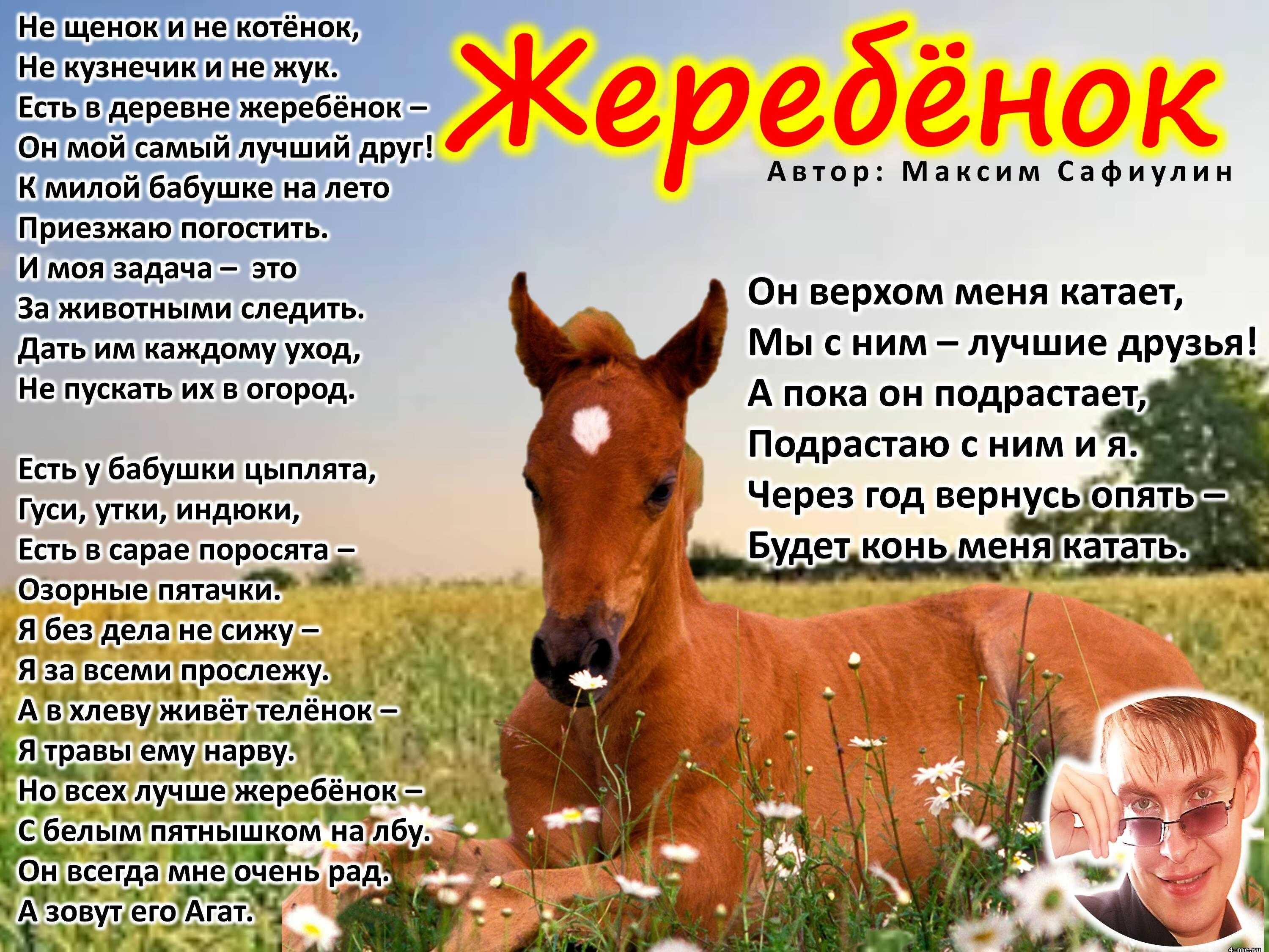 Жеребенок кличка примеры 2. Жеребенок стихотворение. Кличка жеребенка. Имена для лошадей. Какие есть клички лошадей.