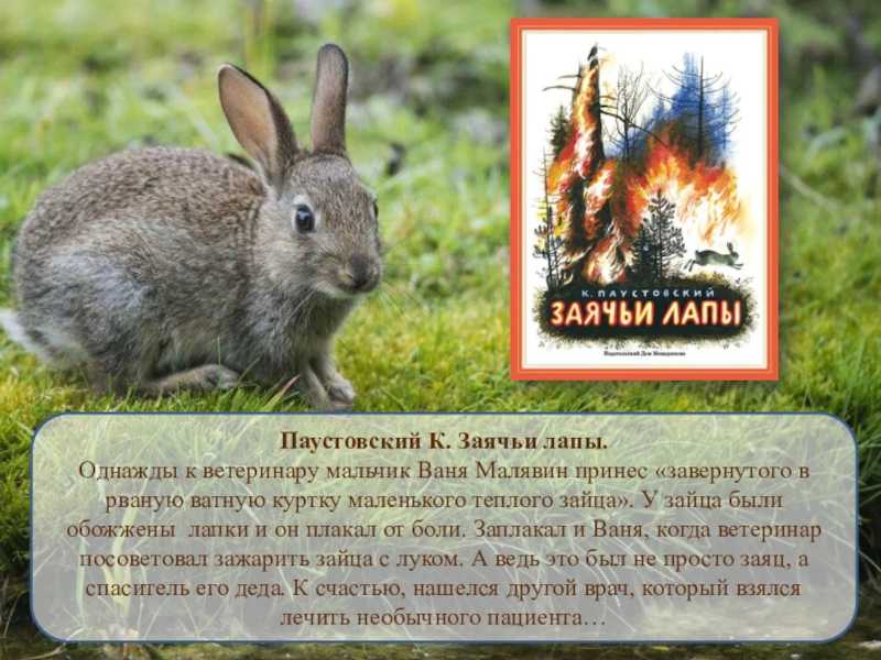 Тема : «константин паустовский «заячьи лапы» что чувствуют и переживают герои.»