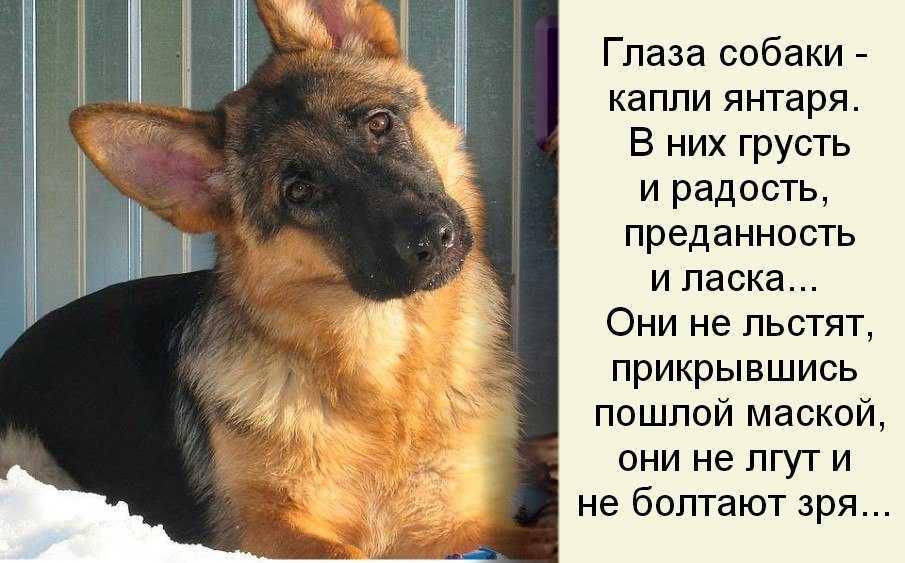 Самые преданные породы собак