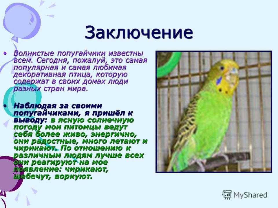 Сообщение доклад на тему волнистый попугай (описание для детей)