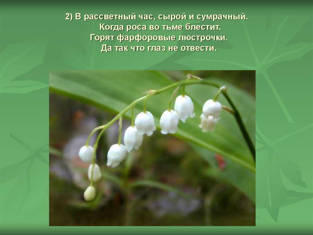 Небольшое описание. Маленькое описание ландыша. Сочинение про Ландыш. Произведения о ландышах. Сочинение на тему Ландыш.