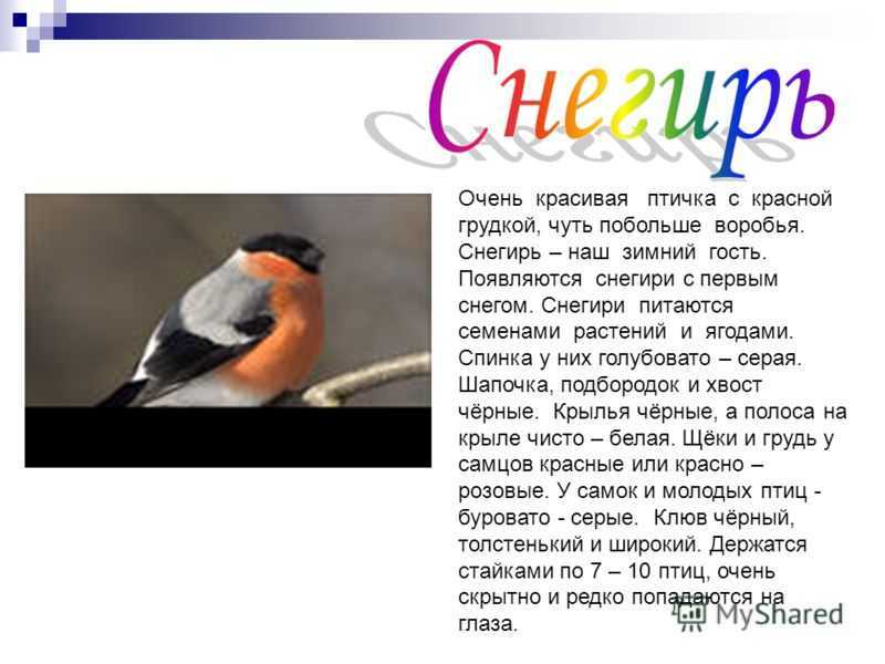 Что мы знаем о птицах – это в первую очередь наши друзья Если взглянуть с другой стороны, они приносят пользу, выходит они - помощники Благодаря птицам, на огородах намного меньше вредоносных насекомых