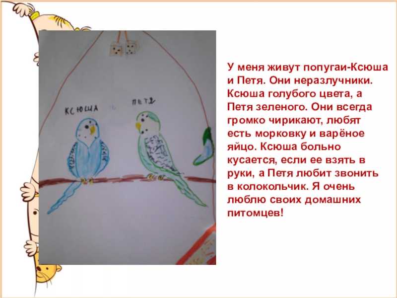 Сочинение мое домашнее животное 5 класс попугай